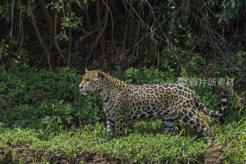 美洲虎(Panthera onca)是一种大型猫科动物，是美洲虎属猫科动物，是美洲唯一现存的美洲虎物种，在巴西潘塔纳尔发现。沿着河边打猎。散步。